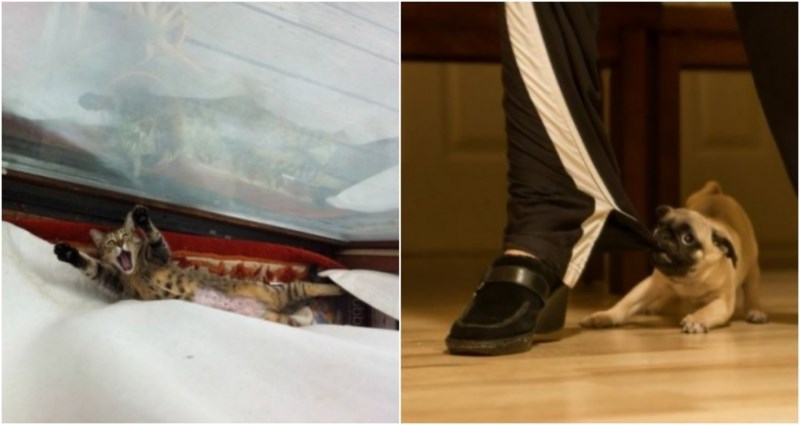 20+ simpatičnih i smiješnih fotki životinja koje će vam momentalno popraviti raspoloženje