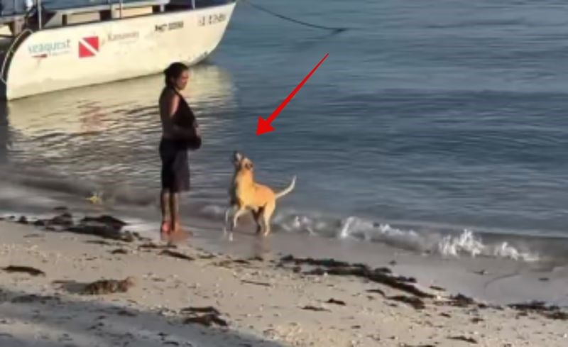 Preko milijun ljudi lajkalo je snimku ovog psa, morate vidjeti kojom se aktivnošću bavi na plaži