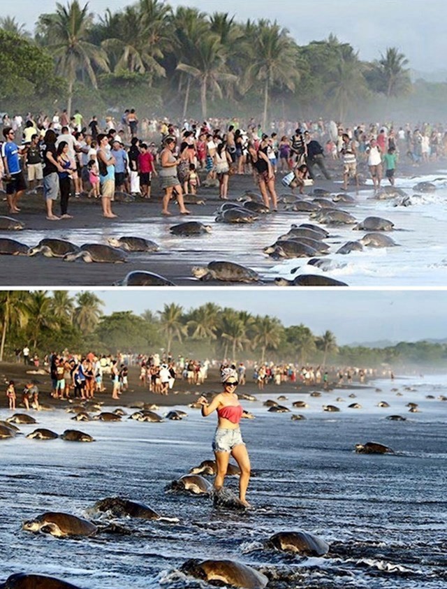 Horda turista uplašila je morske kornjače i spriječila ih u gniježđenju na plaži u Kostariki