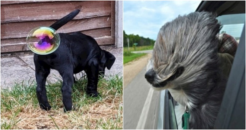 20+ genijalnih fotki s natjecanja za najsmješnije fotografije kućnih ljubimaca