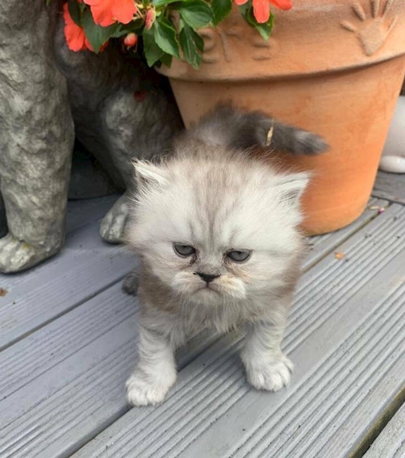 9. Htjela sam slatku fotku svoga mačića, ali izgleda da je njemu već dosta života