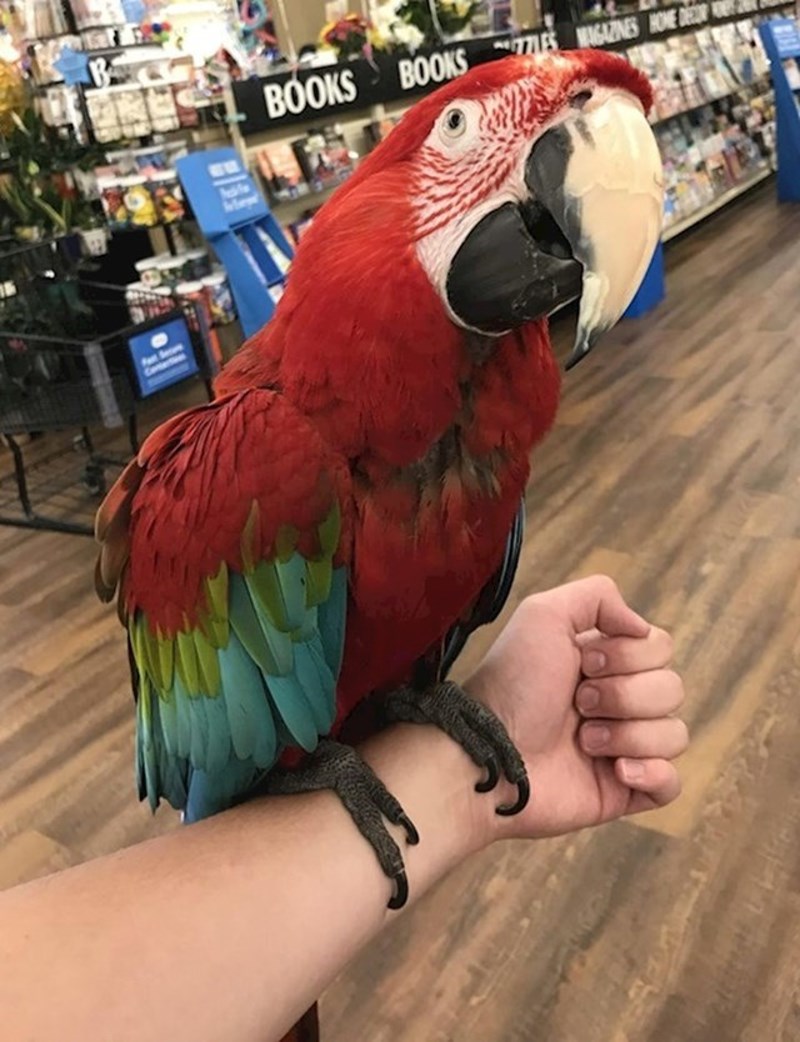 10. "Danas je u dućan u kojem radim došla gospođa s ovom papigom i dozvolila mi da ju držim!"