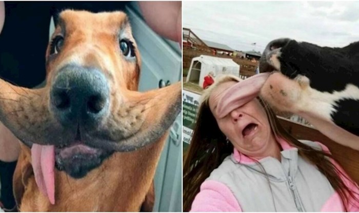 20+ smiješnih fotki životinja koje će vam u sekundi popraviti raspoloženje