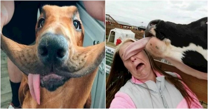 20+ smiješnih fotki životinja koje će vam u sekundi popraviti raspoloženje