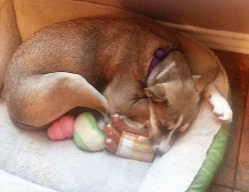 3. Ukrao je kobasice, ali nije ih pojeo, samo zaspao s njima