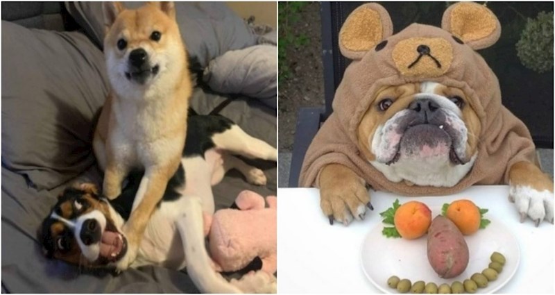 20+ dražesnih životinjskih fotki koje će vam odmah podići razinu hormona sreće