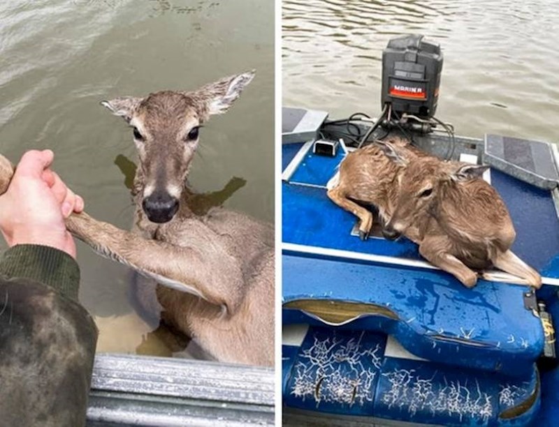 5. Spasio je mladog jelena koji se utapao dok je pecao na jezeru