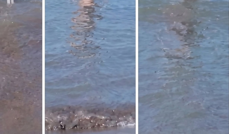 Djed i unuk u plićaku nasmijali su cijelu plažu načinom na koji se zabavljaju, fotka je teški hit