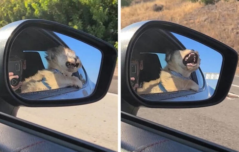 2. Upoznajte Obija, psića koji pokušava uloviti zrak