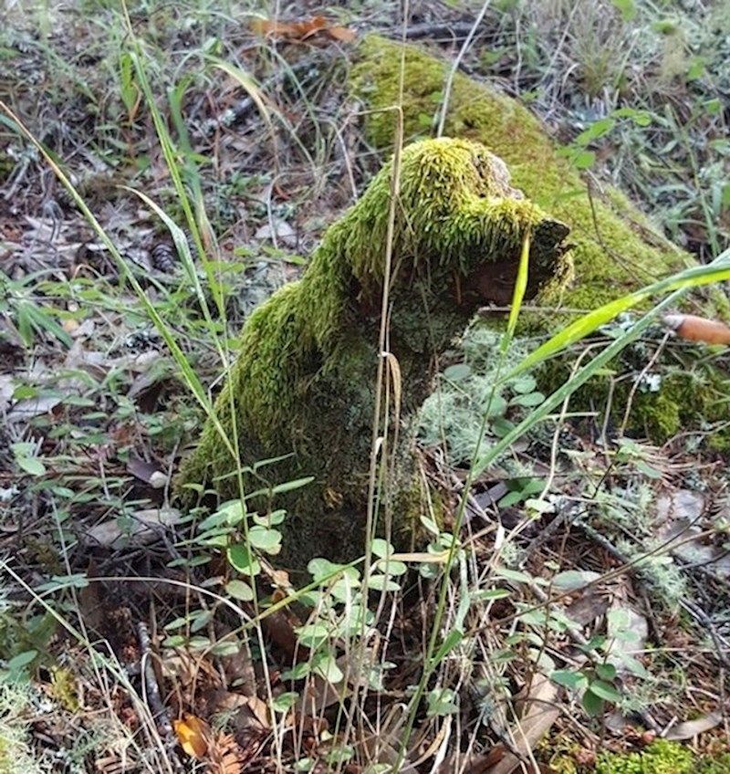 7. Deblo obraslo mahovinom koje neodoljivo podsjeća na čupavog psa