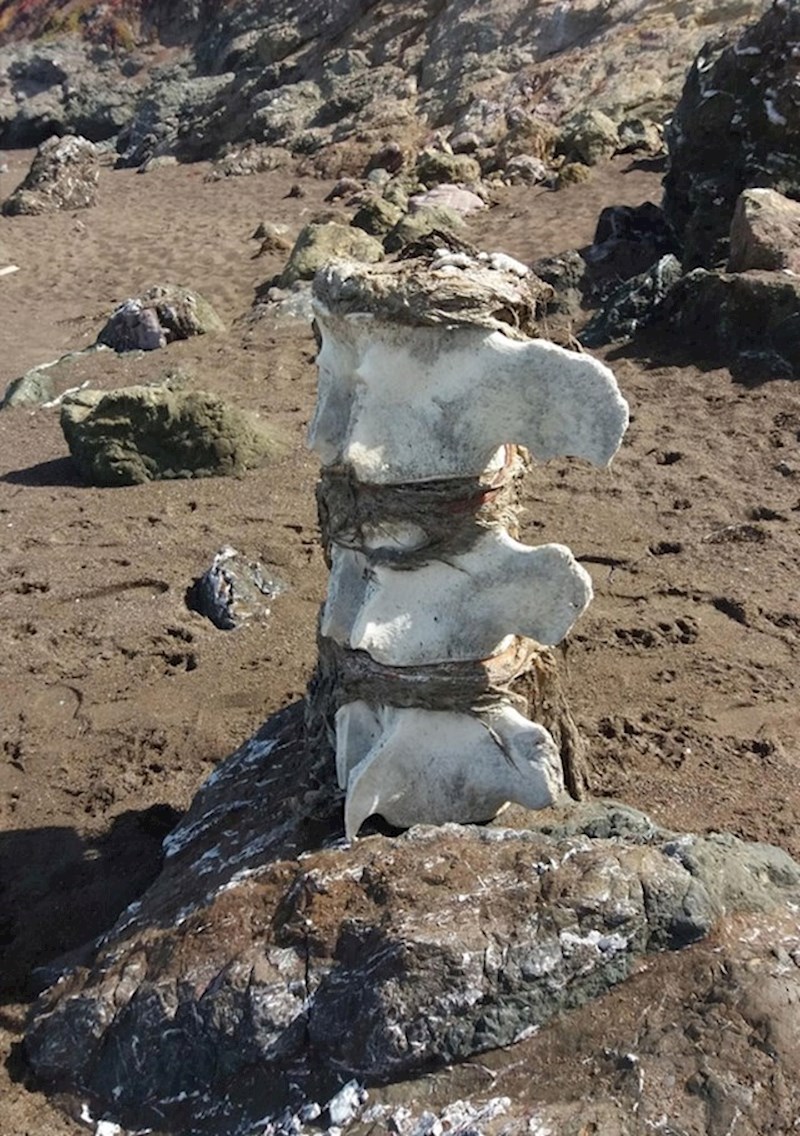 4. Netko je pronašao komad kralješnice uginulog kita