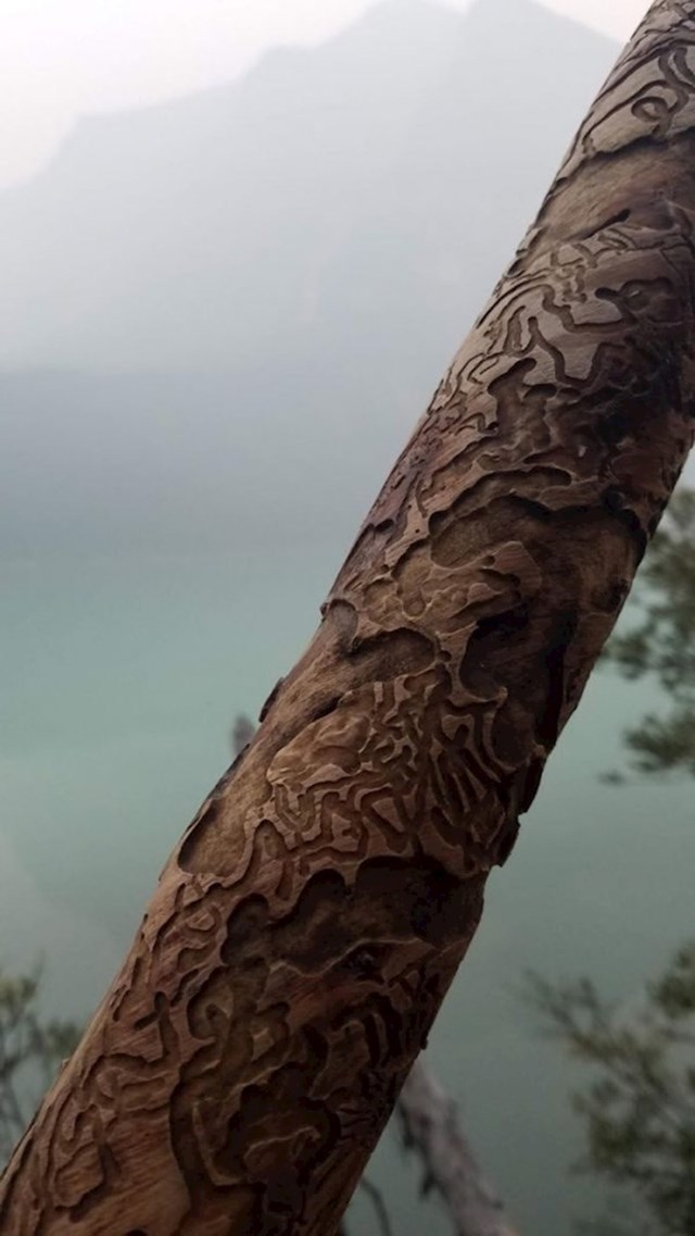 7. Termiti su pretvorili koru drveta u umjetničko djelo