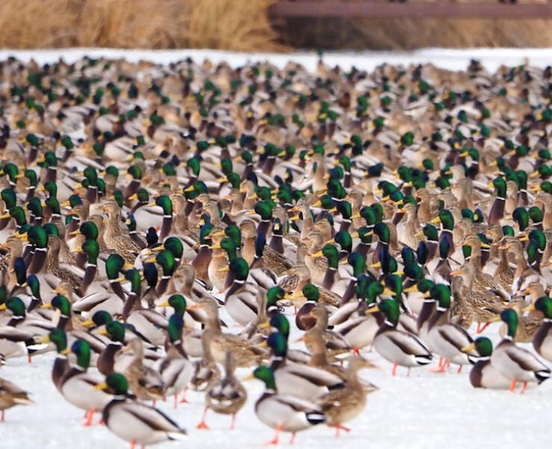 8. Nisam mogao vjerovati kad sam ugledao ovaj skup na ledu