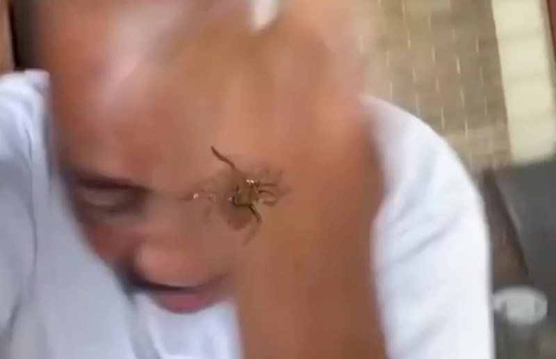 Tip je zeznuo tatu pomoću filtera s paukom, prasnut ćete u smijeh zbog njegove panične reakcije