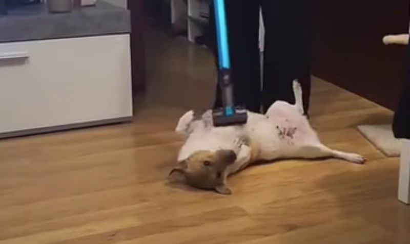 Snimka psa opsjednutog usisavačem oduševila je cijeli internet, momentalno će vam popraviti dan