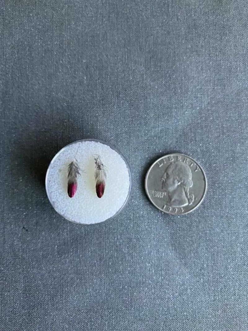 3. Usporedba veličine novčića i pera kolibrića