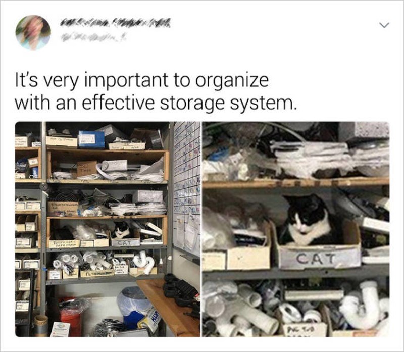 Maca ima svoju kutiju u ormaru s alatom