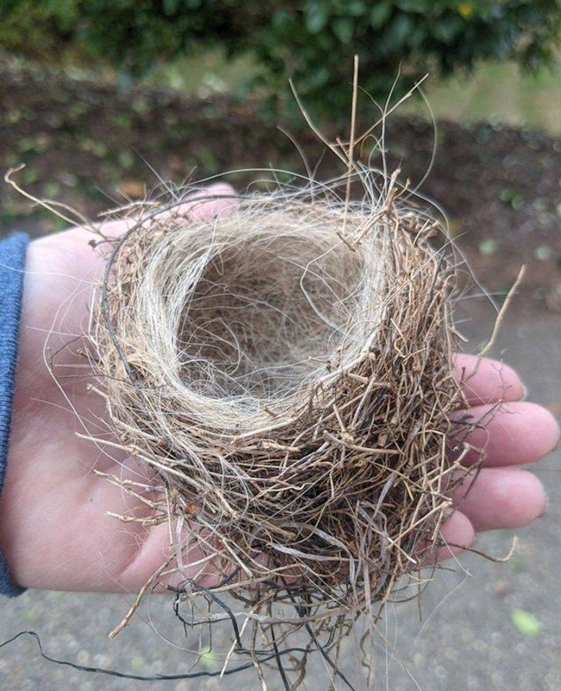 3. Ptica je napravila gnijezdo od dlaka moga psa
