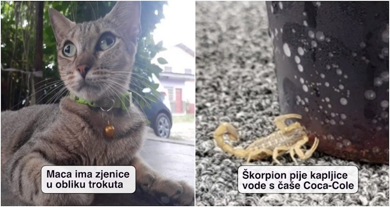 17 puta kad su ljudi uočili nesvakidašnje prizore i odmah ih morali svima pokazati