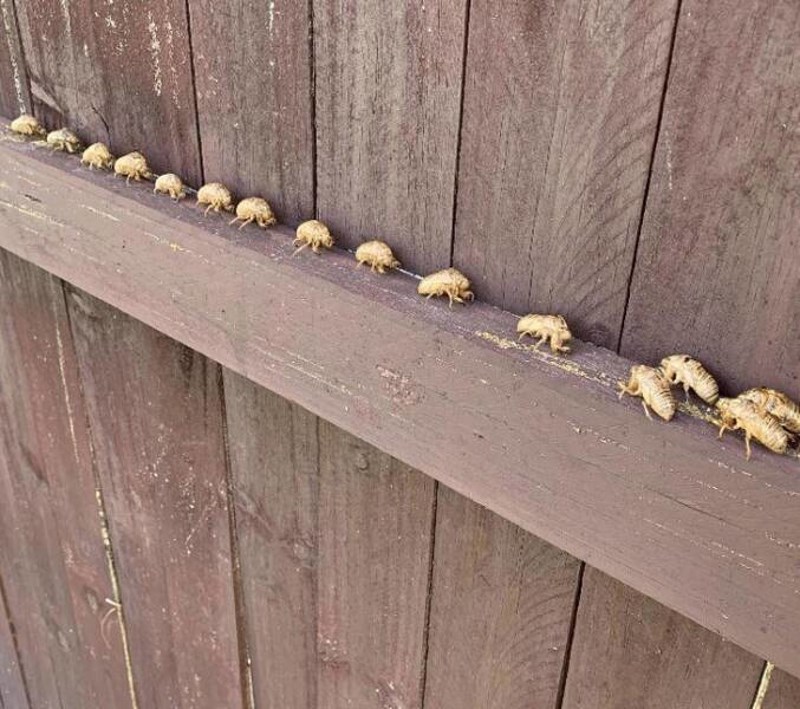 7. Formacija cvrčaka