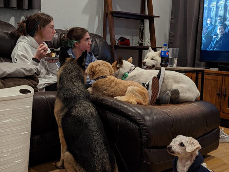 Vrijeme je večere. Jedan pas je slijep. Pogodite koji...