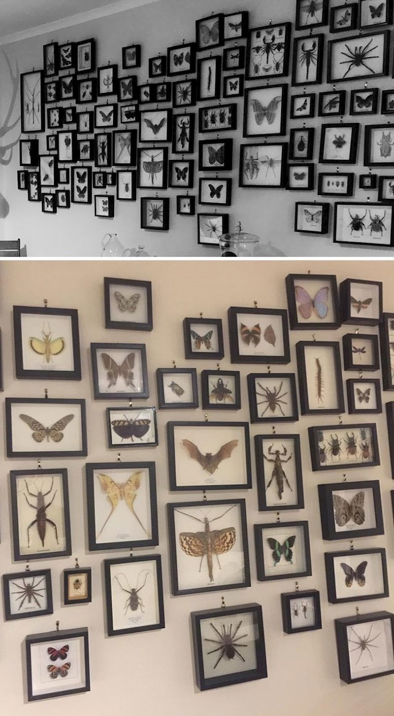 4. Žena iz Australije ima kolekciju svih kukaca koje je pronašla u svome domu