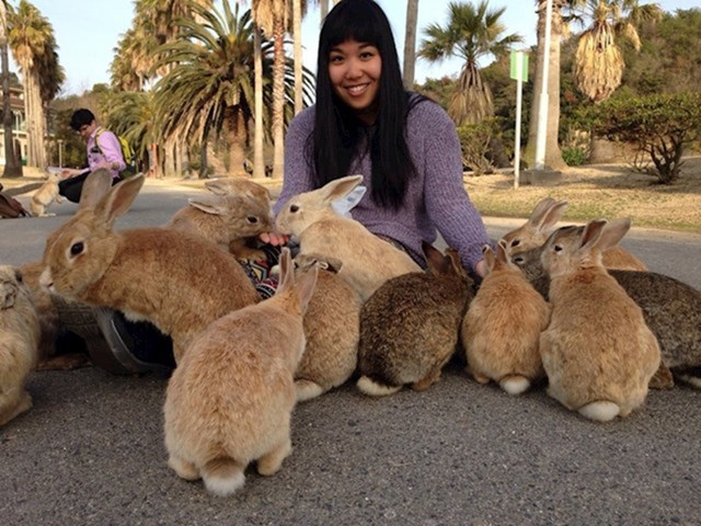 5. U Ōkunoshimi živi velika populacija divljih, no vrlo prijateljski raspoloženih zečeva