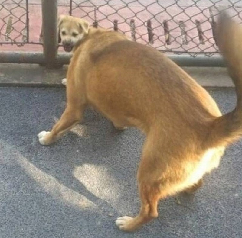 15. Pas s glavom šteneta