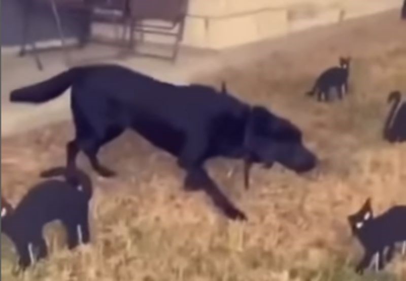 Ljudi su postavili ukrasne mačke u svoje dvorište, urnebesna reakcija njihovog psa teški je hit