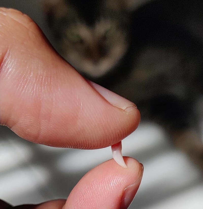 2. Pronašla sam mliječni zub svoje mačke