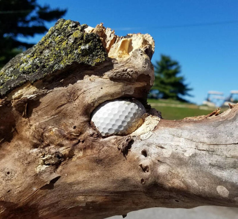 11. Stablo je progutalo golf lopticu