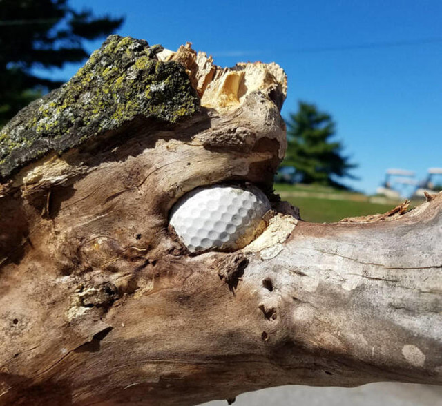 11. Stablo je progutalo golf lopticu
