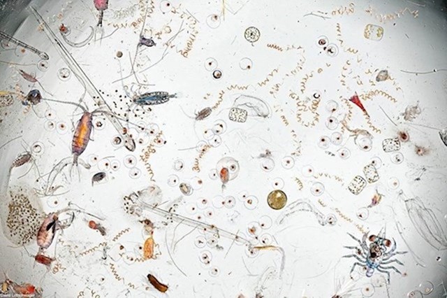 #4 Kapljica morske vode pod mikroskopom