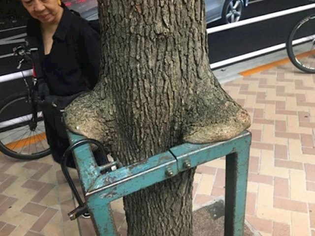 5. Ovo drvo u Tokiju izgleda kao da je naslonilo ruke na ogradu kako bi se odmorilo