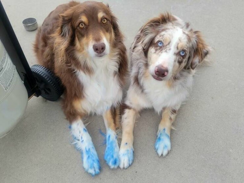 16. Pojeli su kemijsku