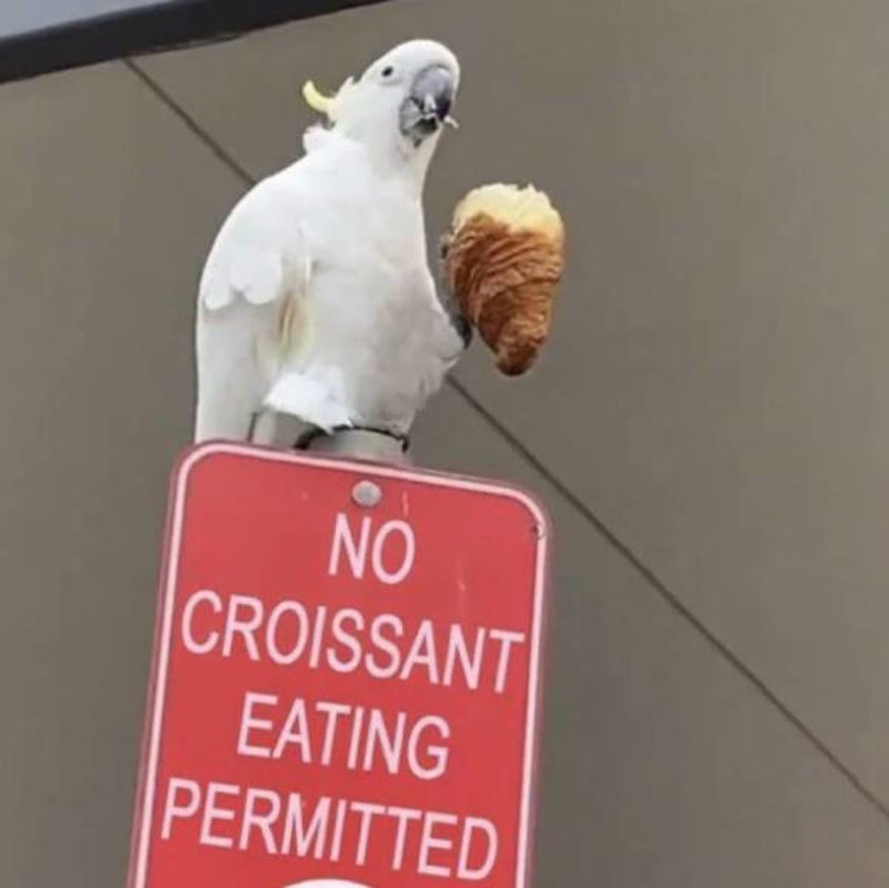 19. Pravila su tu da se krše