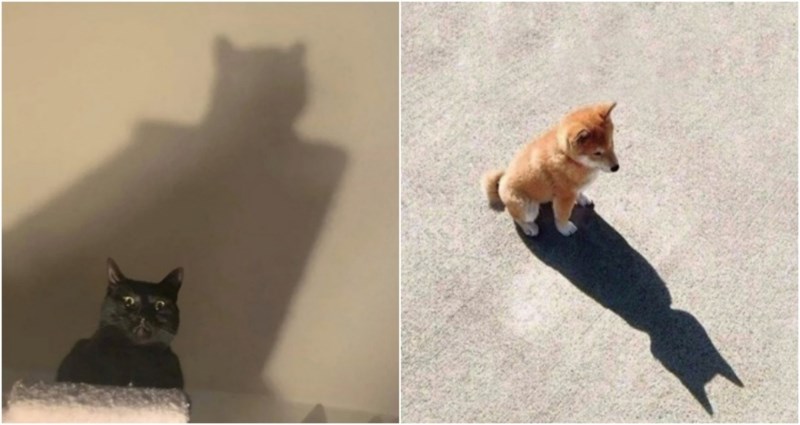 19 kućnih ljubimaca koji izgledaju kao superjunaci spremni za borbu protiv zločina