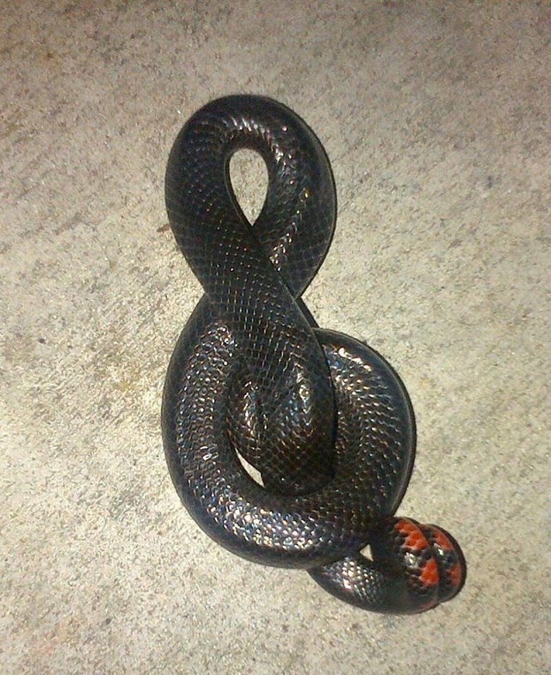 13. Zmija se savila u obliku violinskog ključa