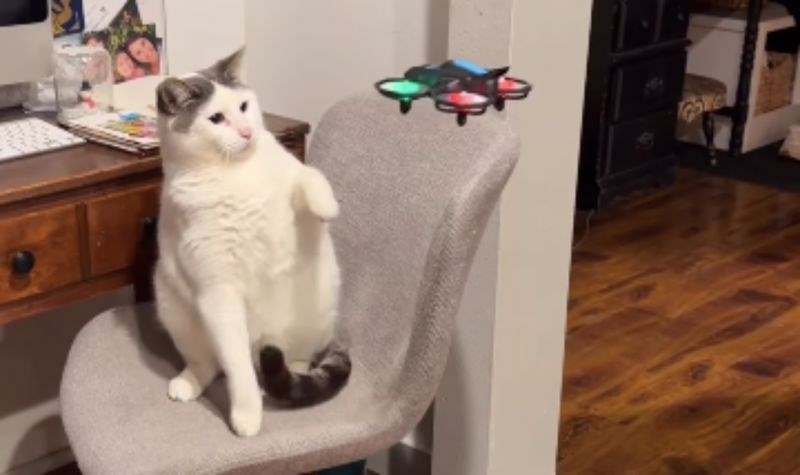 Vlasnici su mini dronom htjeli zabaviti mačku, snimka njezine reakcije nasmijala je milijune