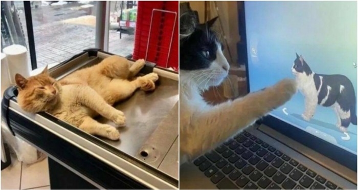 20+ smiješnih i simpatičnih slika mačaka koje su oduševile cijeli internet