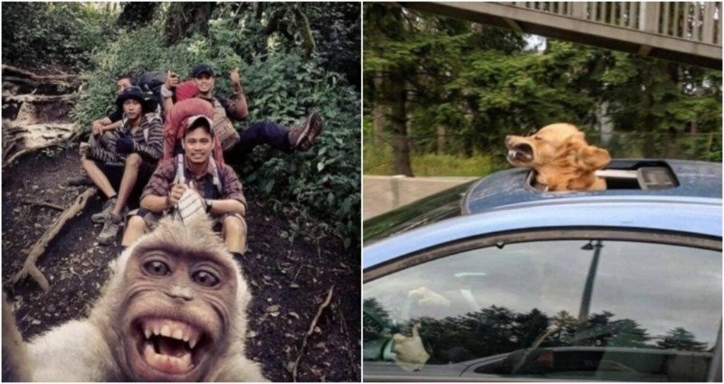 20+ ultra pozitivnih fotki životinja koje će vam momentalno popraviti raspoloženje