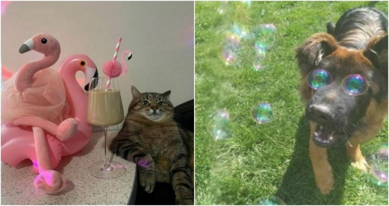 20+ simpatičnih fotki životinja koje će vam momentalno razvući lice u osmijeh