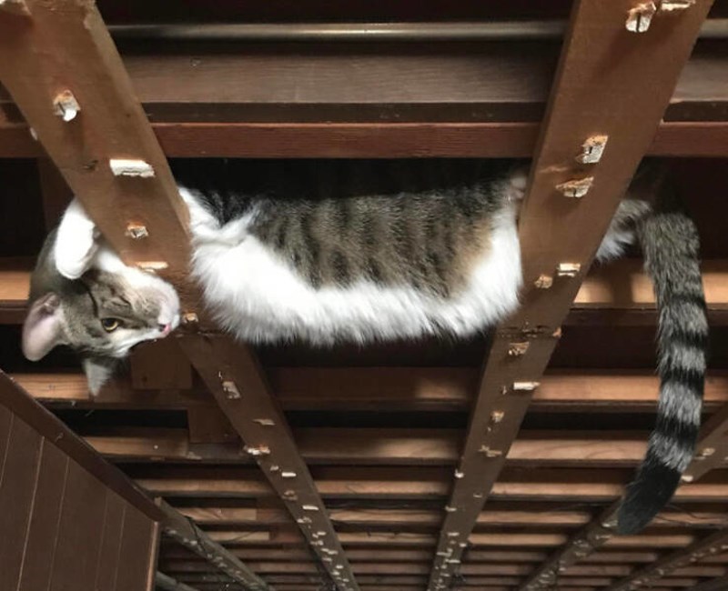 Skidali smo pločice s plafona u podrumu, a naša mačka je iskoristila situaciju