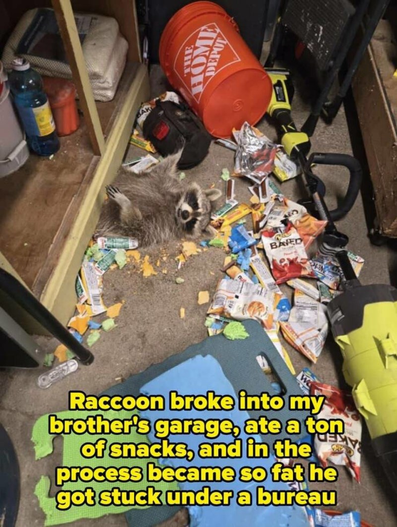 21. Rakun je provalio u skladište, prejeo se pa zapeo pod ormarom