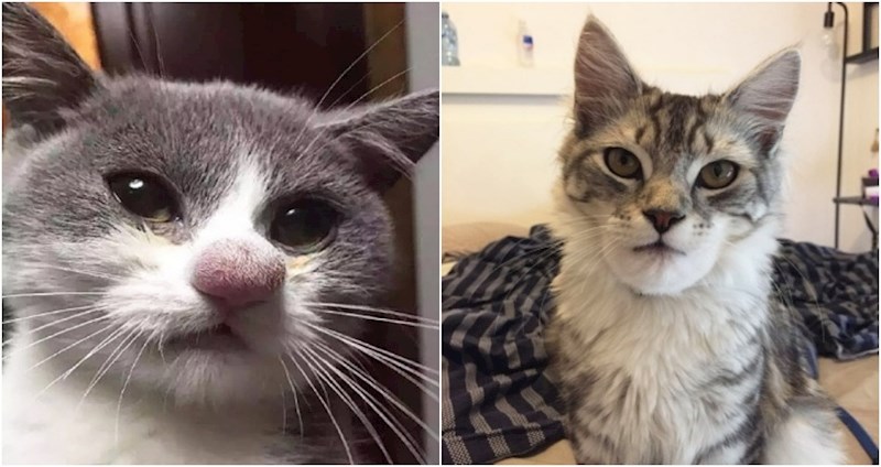 19 smiješnih fotki mačaka koje su izgubile bitku protiv pčela