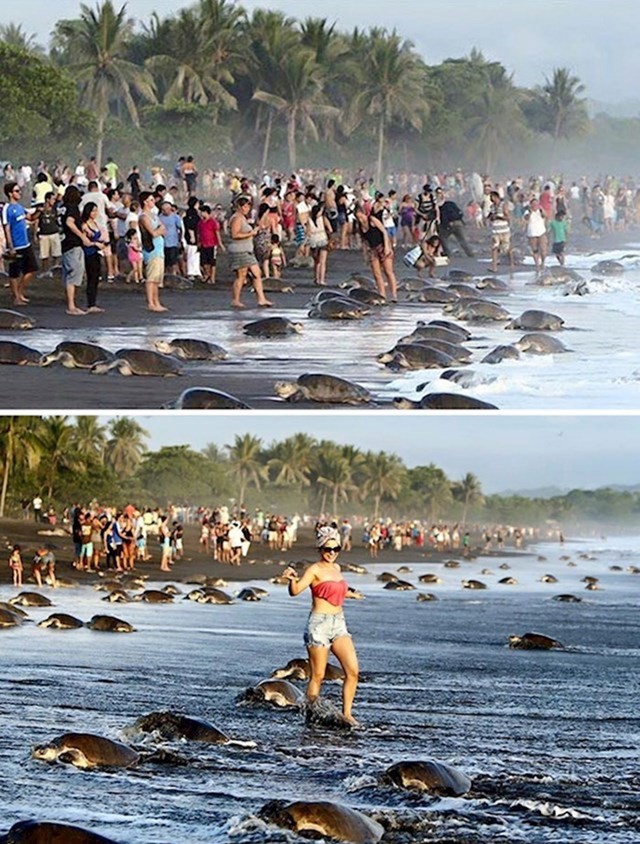 Horda turista uplašila je morske kornjače i spriječila ih u gniježđenju na plaži u Kostariki