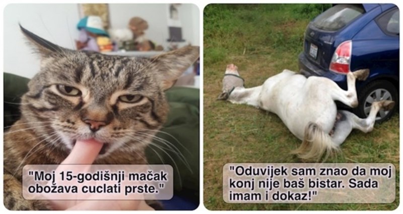 19 životinja koje se ponašaju kao da su se odjednom pokvarile