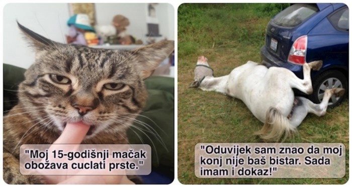19 životinja koje se ponašaju kao da su se odjednom pokvarile