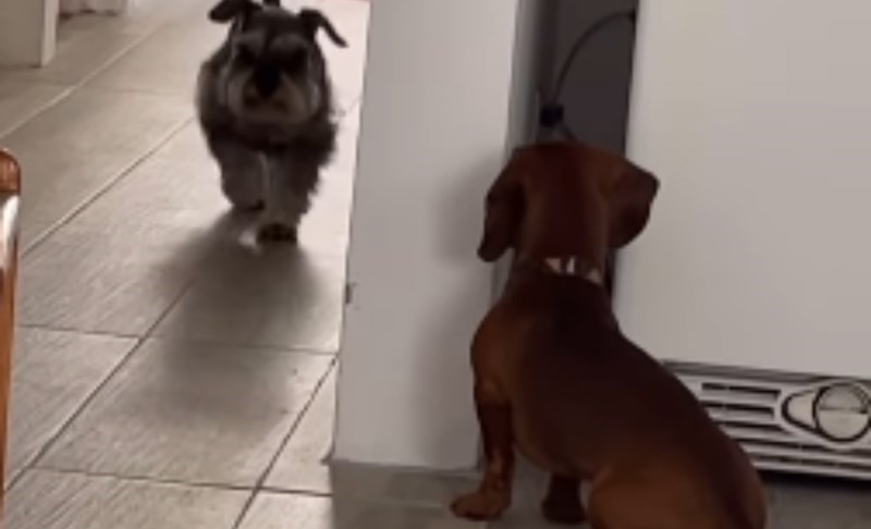 Snimka igre ovih pasa oduševila je milijune na IG-u, pozorno pratite što radi pas s desne strane