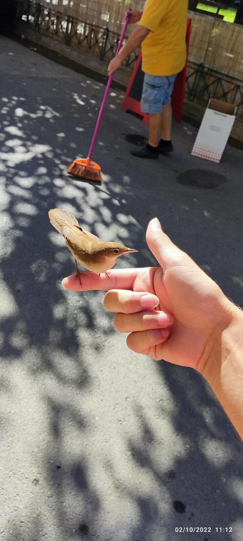 4. Ptičica mi je, ničim izazvana, sletjela na prst